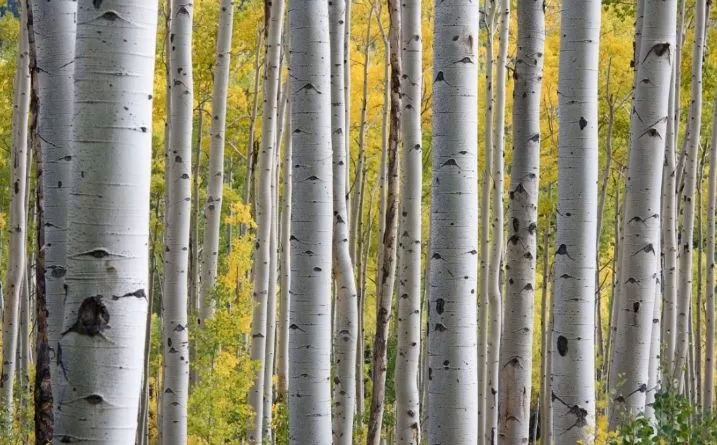 Bamboo Cutlery Utensils Set – Biodegradable Disposable Spoon Fork Knife – Eco-Friendly Flatware for Party, Wedding, Picnic, Camping, Takeout, BBQ, Catering, Travel, and Everyday Use - 图片 5